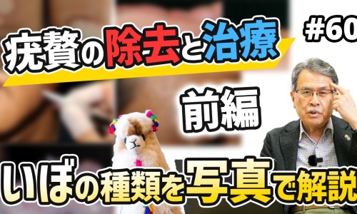 鹿尾巴粉的功效与作用-鹿尾巴粉吃法-专业鹿尾粉有什么功效和作用平台-鹿尾巴粉的功效与作用
